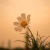 Bella Home Closeup View of Daisy Flower Print Canvas Ready to hang - Image 3