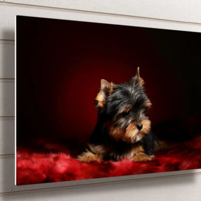 Yorkshire Terrier UV Direct Aluminum Print Australian Made Quality