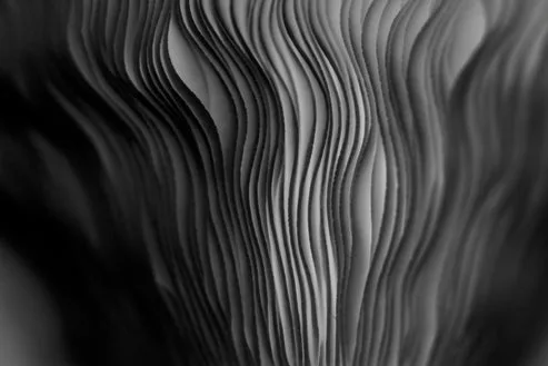 Close Up of a Black and White Photo of a Plant Acrylic Glass Print Tempered Glass Wall Art 100% Made in Australia Ready to Hang - Image 5