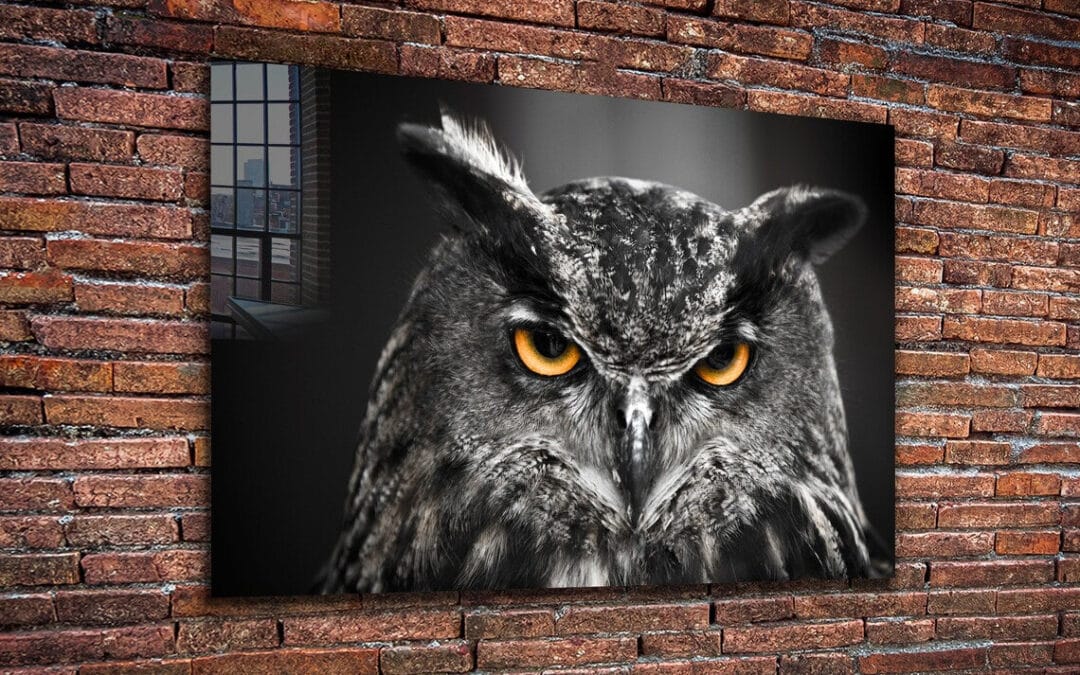 Yellow Eyes Owl B&W Print Tempered Glass Wall Art 100% Made in Australia Ready to Hang