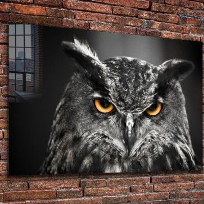 Yellow Eyes Owl B&W Print Tempered Glass Wall Art 100% Made in Australia Ready to Hang