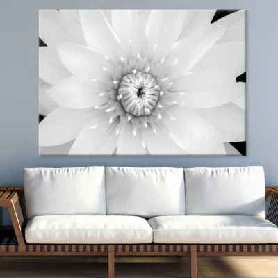 Water lily B&W View Photograph Print 100% Australian Made