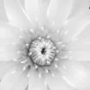 Water lily B&W View Photograph Print 100% Australian Made - Image 2