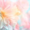 Flowers With Soft Colored Filters Applied, That Are Suitable for Usage as Background Acrylic Glass Print Tempered Glass Wall Art 100% Made in Australia Ready to Hang - Image 5