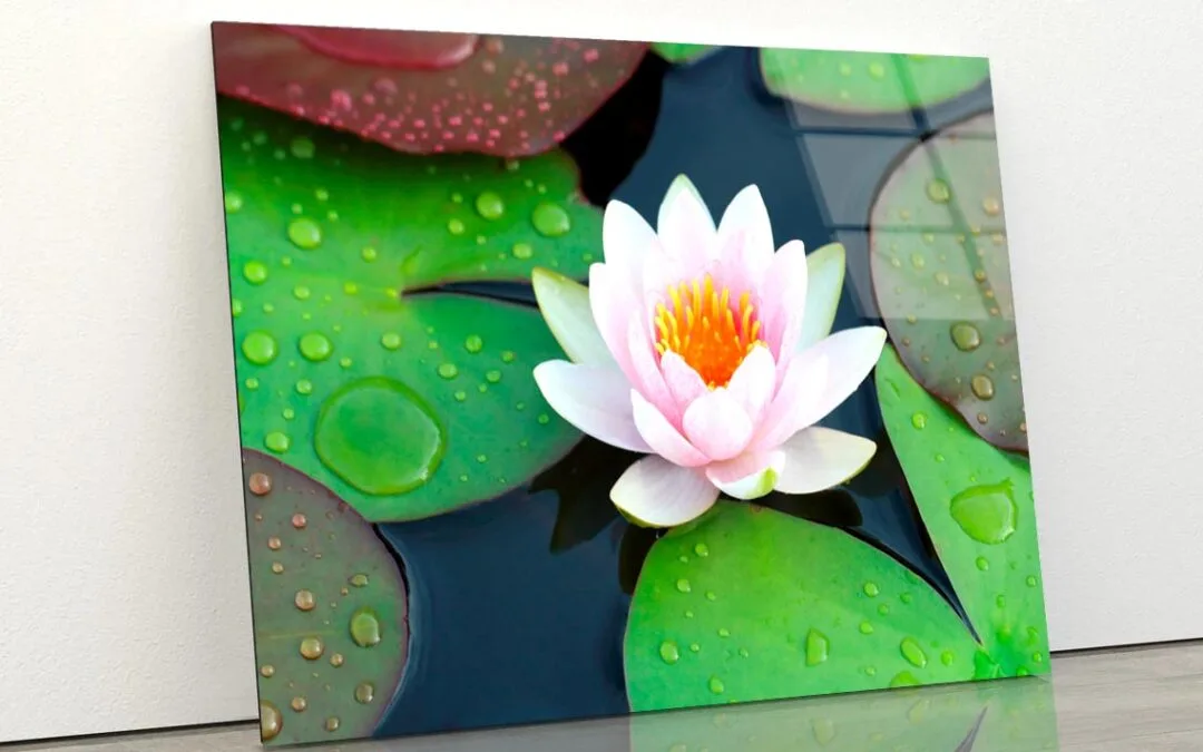 Pink Water Lily in A Pond with Green Leaves Acrylic Glass Print Tempered Glass Wall Art 100% Made in Australia Ready to Hang