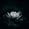 White Flower Is Sitting on A Black Surface Home Decor Premium Quality Poster Print Choose Your Sizes - Image 4