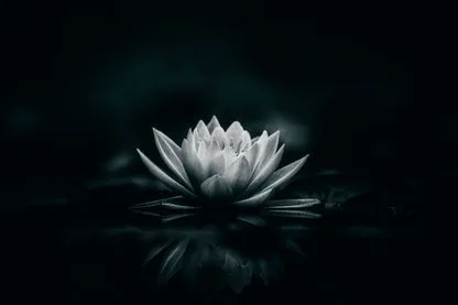 White Flower Is Sitting on A Black Surface Home Decor Premium Quality Poster Print Choose Your Sizes - Image 4