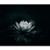 White Flower Is Sitting on A Black Surface Home Decor Premium Quality Poster Print Choose Your Sizes - Image 3
