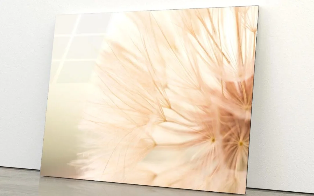 Close Up of a Dandelion with A Blurry Acrylic Glass Print Tempered Glass Wall Art 100% Made in Australia Ready to Hang
