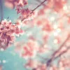 Close-Up Of Beautiful Vintage Sakura Tree Flower Acrylic Glass Print Tempered Glass Wall Art 100% Made in Australia Ready to Hang - Image 5