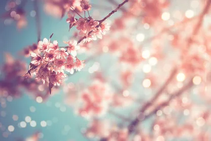 Close-Up Of Beautiful Vintage Sakura Tree Flower Acrylic Glass Print Tempered Glass Wall Art 100% Made in Australia Ready to Hang - Image 5