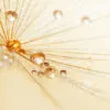 Dandelion With Water Droplets Wall Art Decor 100% Australian Made - Image 3