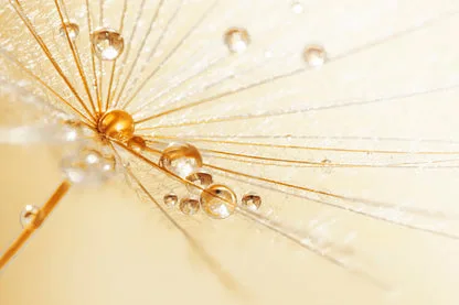 Dandelion With Water Droplets Wall Art Decor 100% Australian Made - Image 3