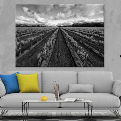 Vineyard View in Italy B&W Photograph Print 100% Australian Made