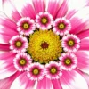 Square Canvas Pink Flowers Digital Design High Quality Print 100% Australian Made - Image 2