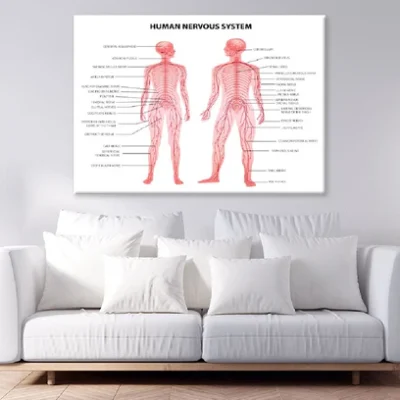 Male & Female Body Anatomy Vector Art Print 100% Australian Made