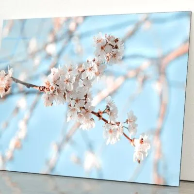 Close-Up Of the Blossoming Branch in Spring Acrylic Glass Print Tempered Glass Wall Art 100% Made in Australia Ready to Hang