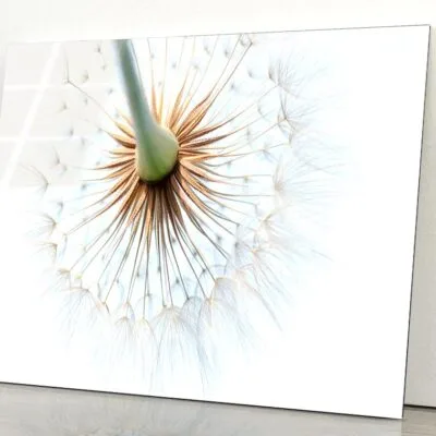 Dandelion With Seeds Blowing in The Wind Acrylic Glass Print Tempered Glass Wall Art 100% Made in Australia Ready to Hang
