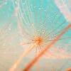 Dandelion Seed with Water Drops Wall Art Decor 100% Australian Made - Image 3