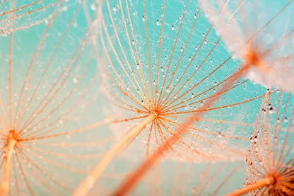 Dandelion Seed with Water Drops Wall Art Decor 100% Australian Made - Image 3