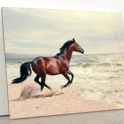 Wonderful Marine Landscape with Beautiful Bay Horse Acrylic Glass Print Tempered Glass Wall Art 100% Made in Australia Ready to Hang