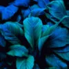 Leaves Of Spathiphyllum Cannifolium Wall Art Decor 100% Australian Made - Image 3