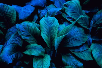 Leaves Of Spathiphyllum Cannifolium Wall Art Decor 100% Australian Made - Image 3