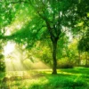 Green Forest With Sunrise spring Print 100% Australian Made - Image 3