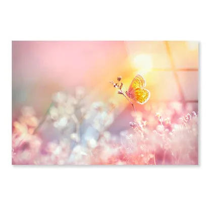 Golden Butterfly Glows in The Sun at Sunset Acrylic Glass Print Tempered Glass Wall Art 100% Made in Australia Ready to Hang - Image 4