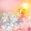 Golden Butterfly Glows in The Sun at Sunset Acrylic Glass Print Tempered Glass Wall Art 100% Made in Australia Ready to Hang - Image 5