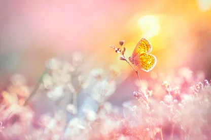 Golden Butterfly Glows in The Sun at Sunset Acrylic Glass Print Tempered Glass Wall Art 100% Made in Australia Ready to Hang - Image 5