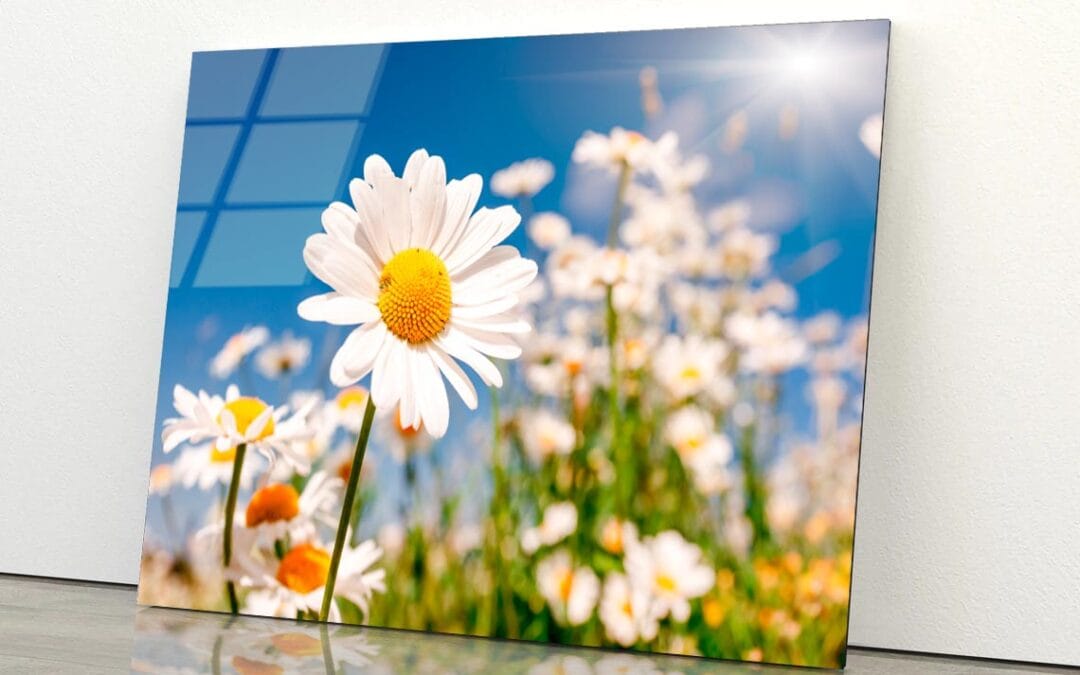 Summer Field With White Daisies on Blue Sky Acrylic Glass Print Tempered Glass Wall Art 100% Made in Australia Ready to Hang
