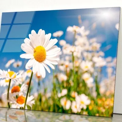 Summer Field With White Daisies on Blue Sky Acrylic Glass Print Tempered Glass Wall Art 100% Made in Australia Ready to Hang