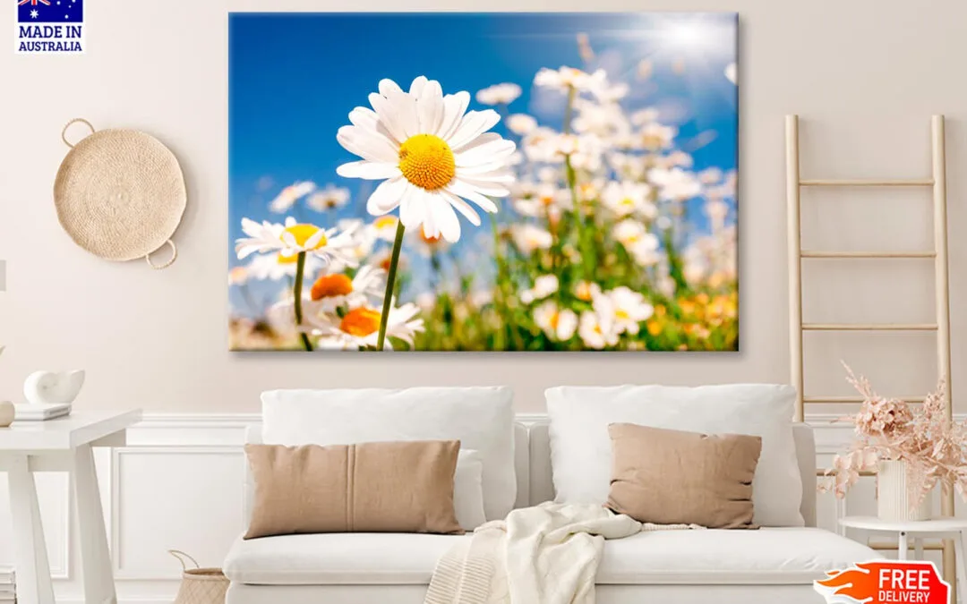 Summer Field With White Daisies on Blue Sky Wall Art Decor 100% Australian Made