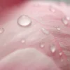 Pink Flower With Water Drops Acrylic Glass Print Tempered Glass Wall Art 100% Made in Australia Ready to Hang - Image 3