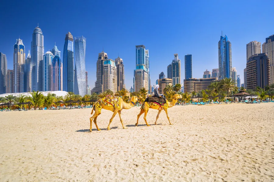 Camels on Jumeirah Sea View in Dubai Home Decor Premium Quality Poster Print Choose Your Sizes - Image 3