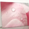Pink Flower With Water Drops Acrylic Glass Print Tempered Glass Wall Art 100% Made in Australia Ready to Hang