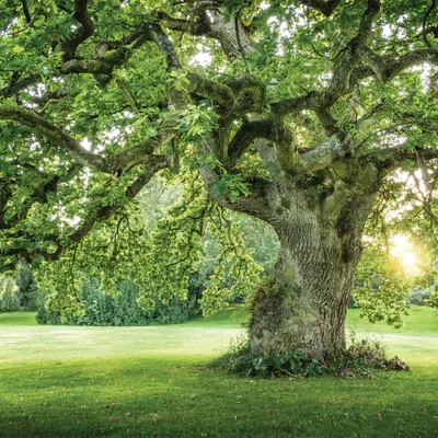 Old Big Green Tree on Garden View Photograph Print 100% Australian Made