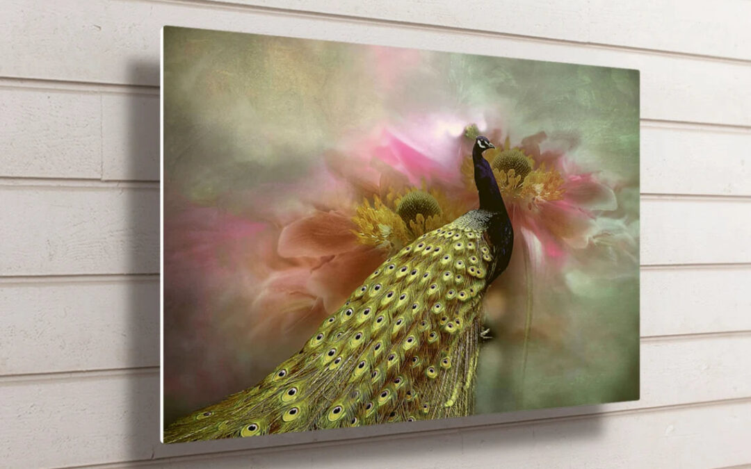 Peacock Wall Art UV Direct Aluminum Print Australian Made Quality
