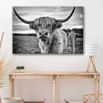 Bella Home Highland Cow B&W Photograph Print Canvas Ready to hang
