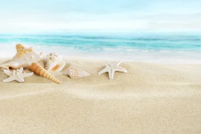 Shells on Sandy Beach View Photograph Print 100% Australian Made - Image 3