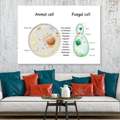 Animal Cell & Fungal Cell Anatomy Illustration Print 100% Australian Made