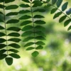Green Leaves Plant Photograph Print 100% Australian Made - Image 3