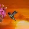 Hummingbird & Flowers Photograph Print 100% Australian Made - Image 3
