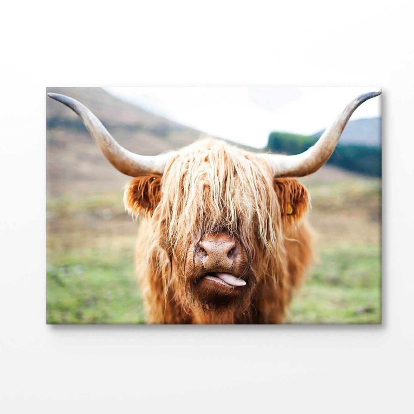Bella Home Highland Cow Face Closeup Print Canvas Ready to hang - Image 4