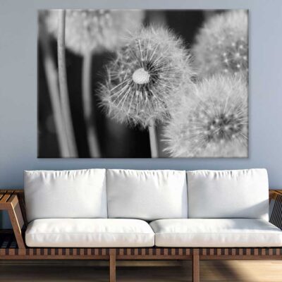 Dandelions Closeup B&W Photograph Print 100% Australian Made