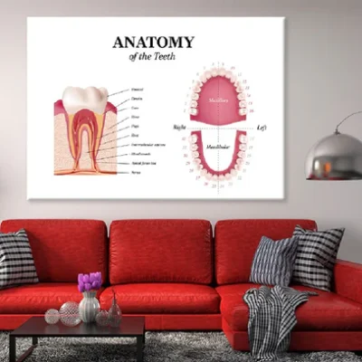 Adult Tooth Anatomy Chart Vector Art Print 100% Australian Made
