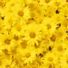 Yellow Daisy Flowers Photograph Print 100% Australian Made - Image 2