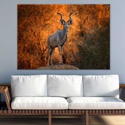 African Antelope View Photograph Print 100% Australian Made