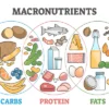 Macronutrients Diet Food Chart Vector Art Print 100% Australian Made - Image 3